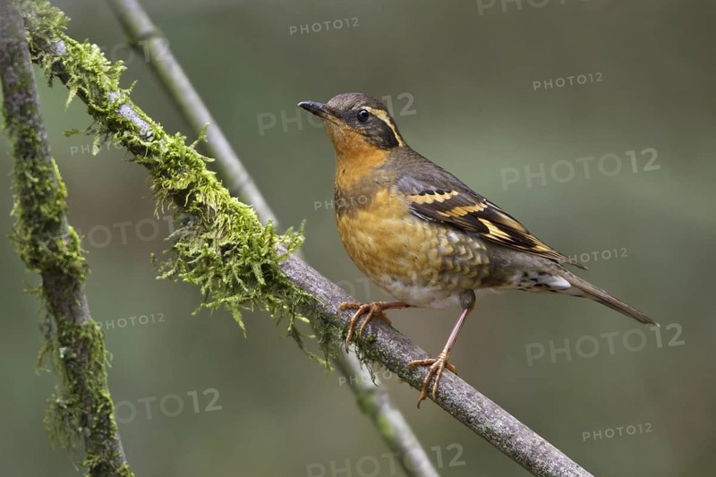 Varied Thrush (Ixoreus naevius), British Columbia, Canada