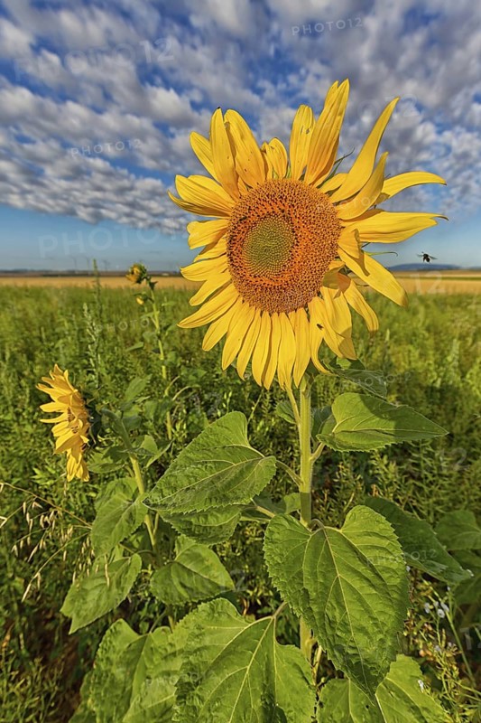 Common sunflower, (Helianthus annuus), flower, plant, blue sky, blossom, flowering, aster family, Plateau Oberflörsheim, district Alzey, Rhineland-Palatinate, Federal Republic of Germany