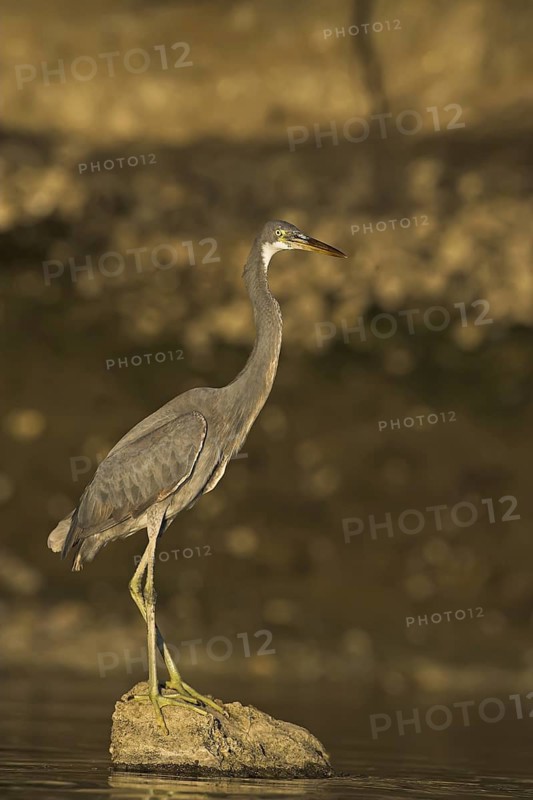 Western Reef Heron (Egretta gularis), Oman