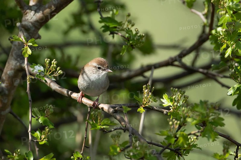 Cetti's warbler (Cettia cetti) adult bird in a Hawthorn tree in spring, RSPB Rainham marshes, nature reserve, Essex, England, United Kingdom