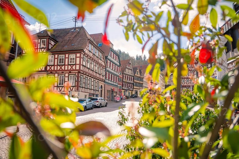 Lively old town with half-timbered houses surrounded by green vegetation, Calw, Black Forest, Germany