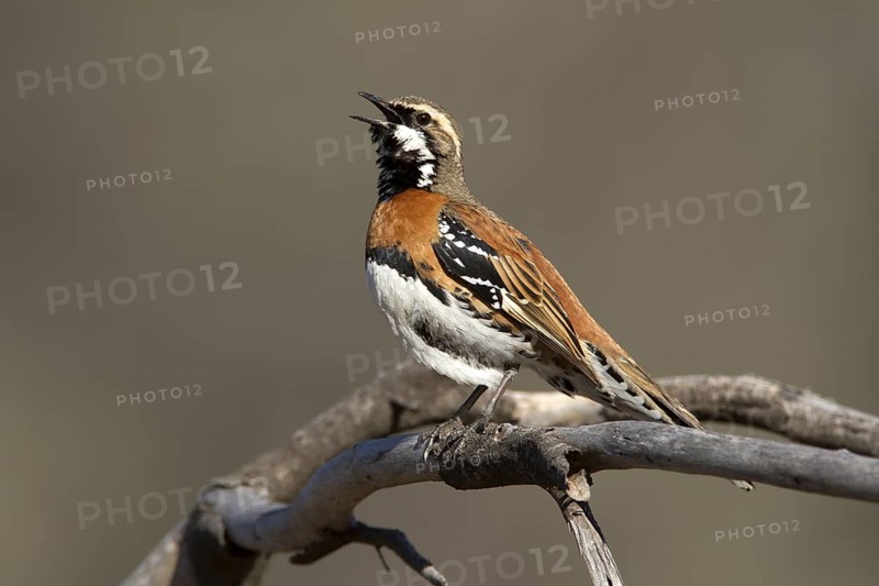Chestnut-breasted Quail-thrush (Cinclosoma castaneothorax) male singing, Queensland, Australia