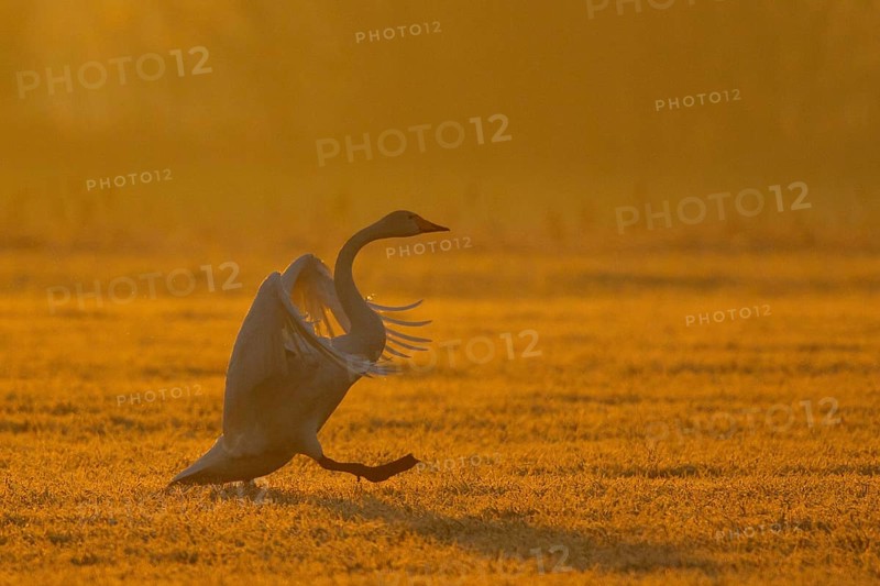 Whooper Swan (Cygnus cygnus) flapping, North Rhine-Westphalia, Germany