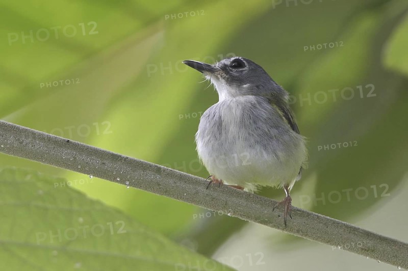 Black-capped Pygmy Tyrant (Myiornis atricapillus), Costa Rica