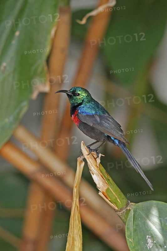 Red-chested Sunbird (Cinnyris erythrocercus) male, Queen Elizabeth National Park, Uganda