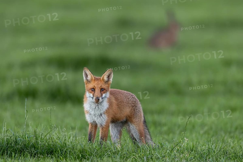 The failed hunting attempt of the red fox (Vulpes vulpes) is clearly recognisable, the nose is full of sand, but there is no mouse in the catch, under observation, juvenile, half-grown, August, Germany