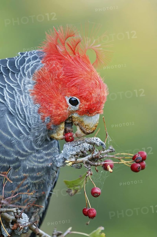 Gang-gang Cockatoo (Callocephalon fimbriatum) feeding on berries of hawthorn, Victoria, Australia