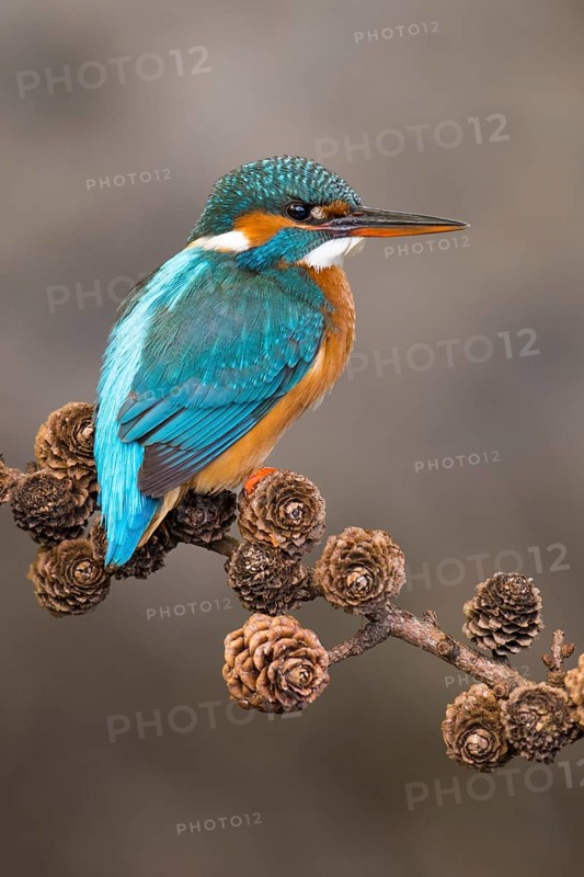 Common Kingfisher (Alcedo atthis) female perched on a branch, Lower Saxony, Germany