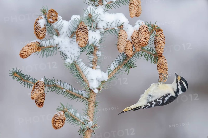 Downy Woodpecker (Dryobates pubescens) female, Alaska, USA