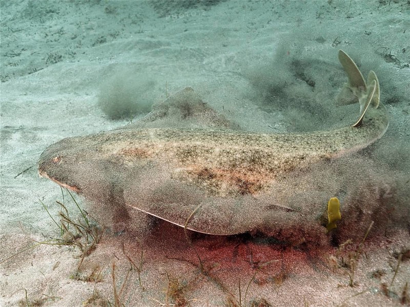 Angelshark (Squatina squatina)