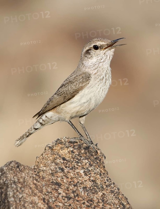Rock Wren (Salpinctes obsoletus) singing, California, USA