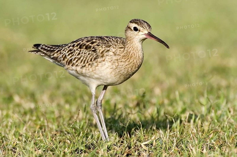 Little Curlew (Numenius minutus), Western Australia, Australia