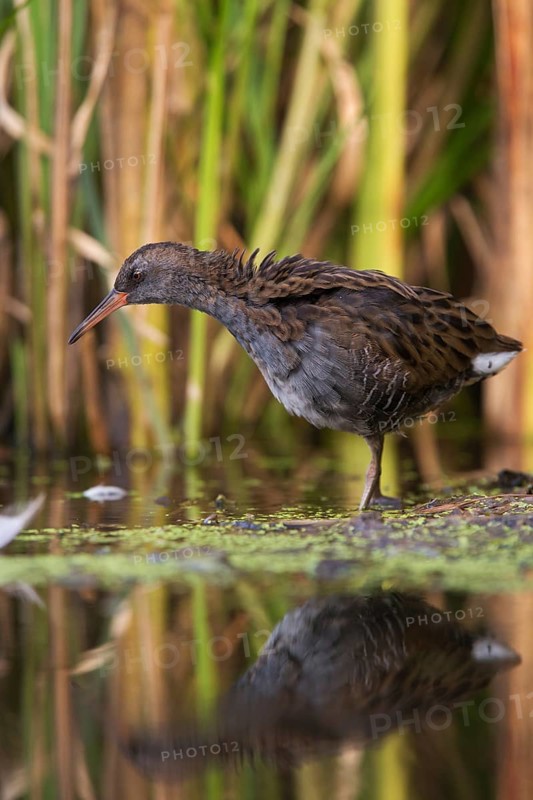 Water Rail (Rallus aquaticus) juvenile foraging, Saxony, Germany