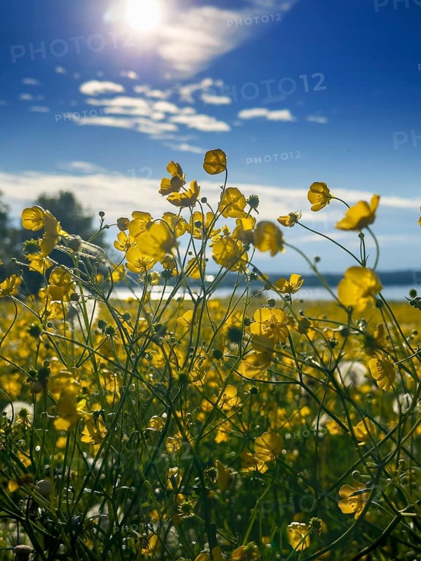 Flower meadow, buttercup, buttercup (Ranunculus acris), behind Lake Starnberg, Bavaria, Germany