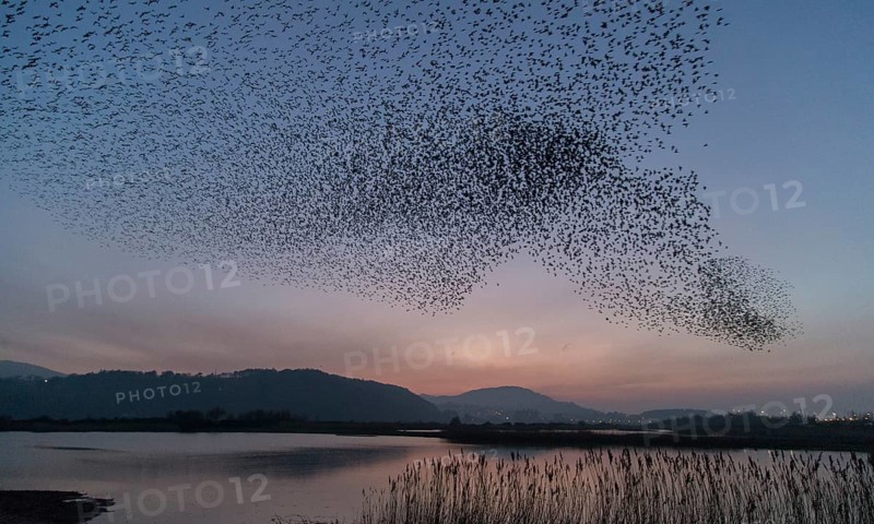 Common Starling (Sturnus vulgaris) huge flock flying in formation, Wales, United Kingdom
