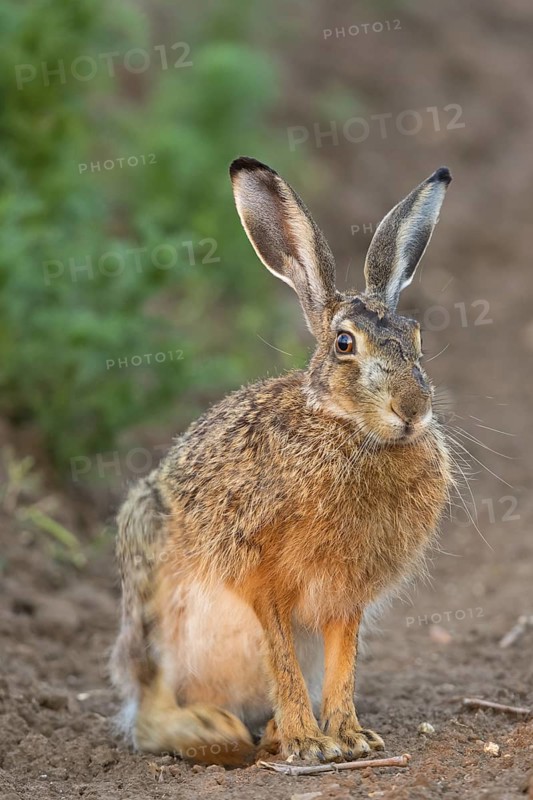 Brown hare, (Lepus europaeus), animals, birds, mammals, family of hares, sits, field path, biotope, habitat, Lake Neusiedl, Illmitz, Burgenland, Austria