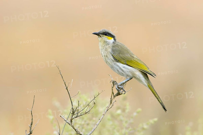 Singing Honeyeater (Gavicalis virescens), New South Wales, Australia