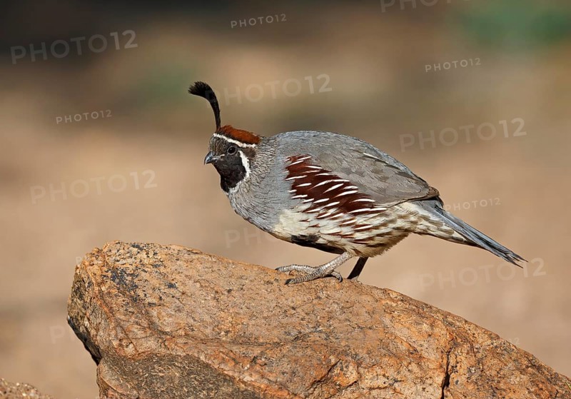 Gambel's Quail (Callipepla gambelii) male, Arizona, USA