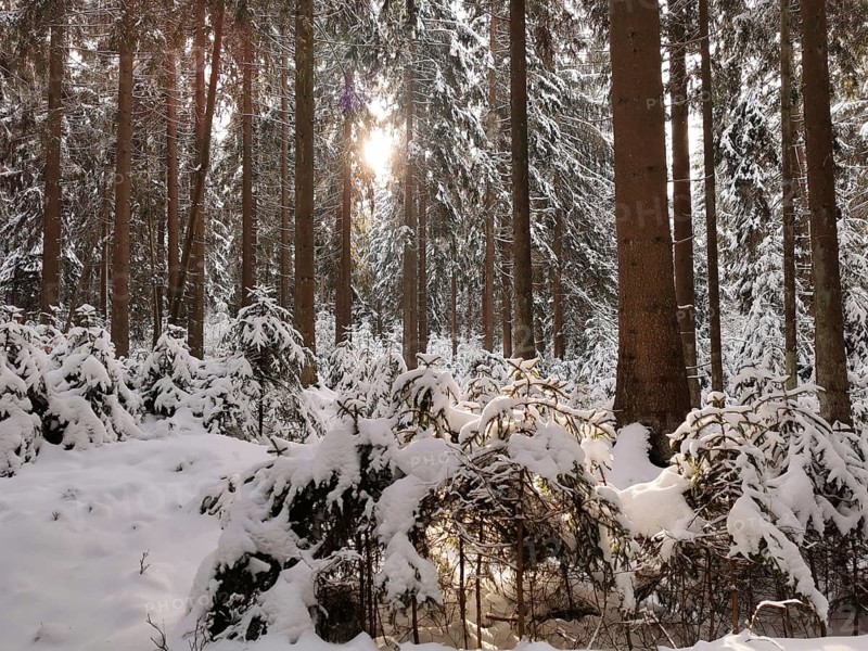 Sunlight shines through snowy forest and illuminates the trees, Rennsteig, Thuringian Forest