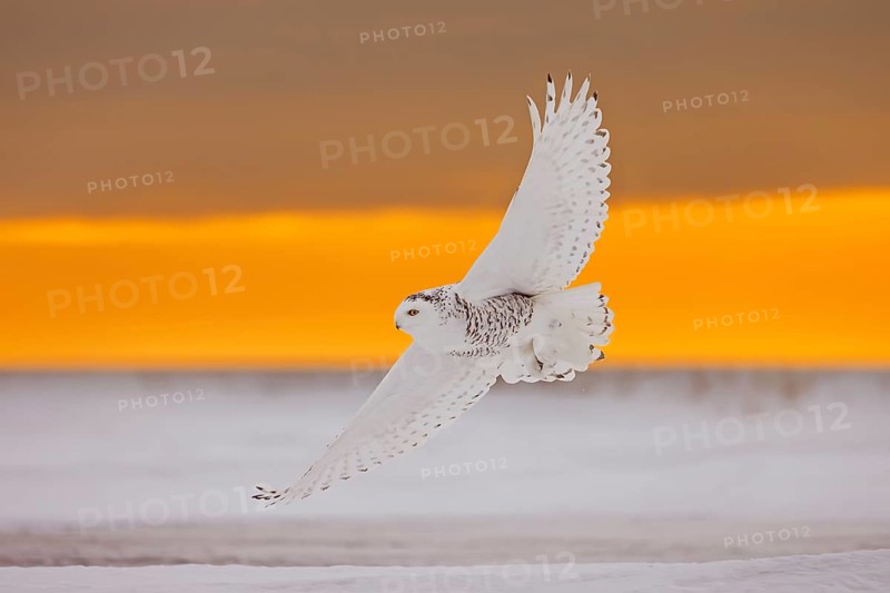Snowy owl, polar owl, Arctic owl, white owl (Bubo scandiacus) adult female in flight hunting over snow covered tundra at sunrise in winter