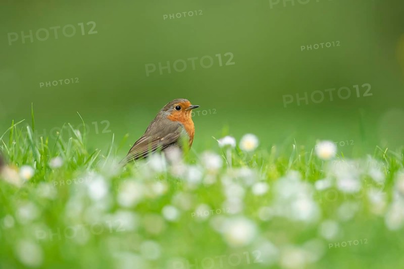 European robin (Erithacus rubecula) adult bird on a garden grass lawn with flowering daisies, Suffolk, England, United Kingdom