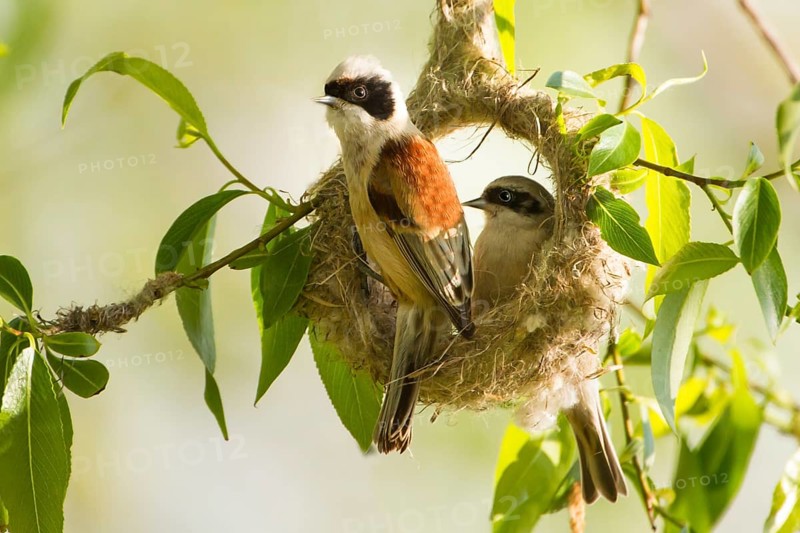 Beutelmeisenpärchen adult bauen Beide am Nest