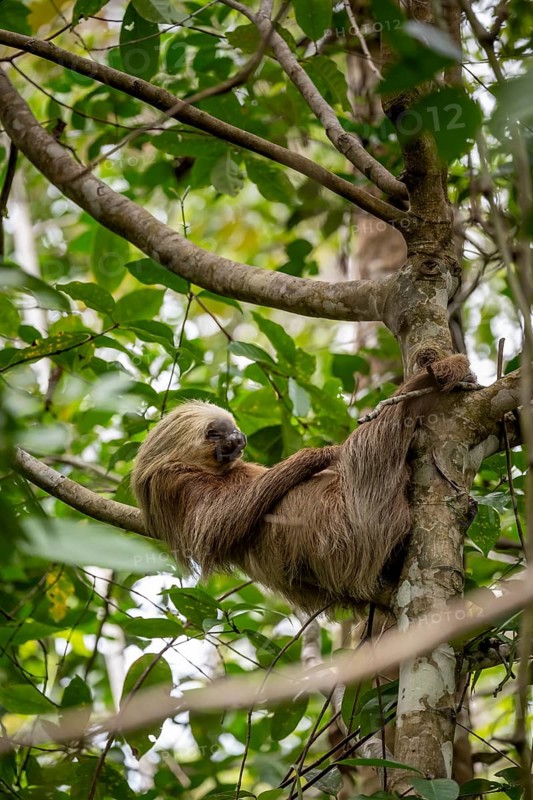 Hoffmann's two-toed sloth (Choloepus hoffmanni) on a branch, Cahuita National Park, Costa Rica