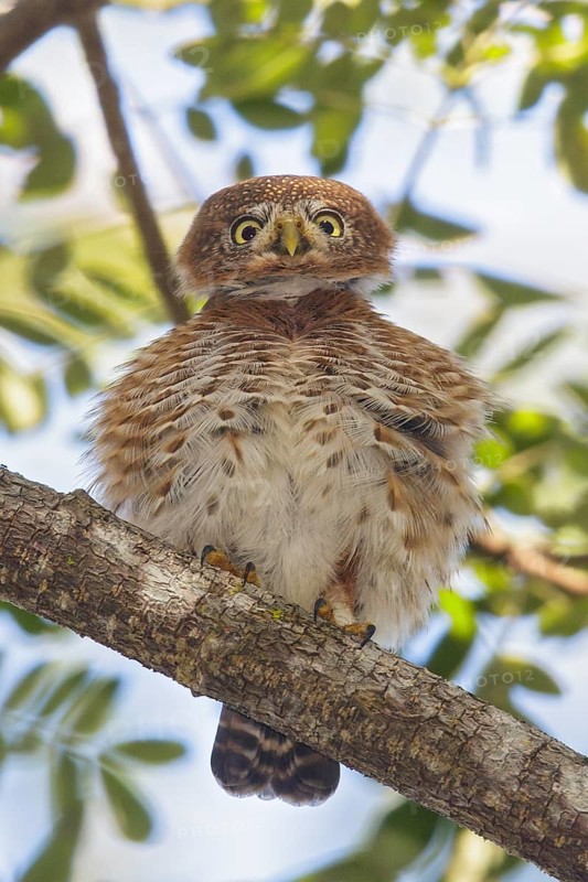 Cuban Pygmy Owl (Glaucidium siju) perched on a branch in Cuba