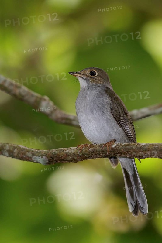 Cuban Solitaire (Myadestes elisabeth) perched on a branch in Cuba