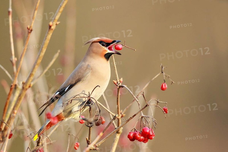 Bohemian Waxwing (Bombycilla garrulus) feeding on red berries, North Rhine-Westphalia, Germany