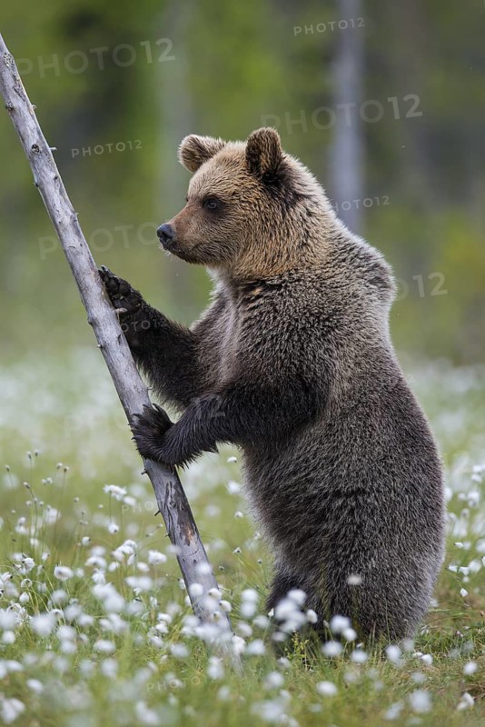 Eurasian Brown Bear (Ursus arctos) standing at tree trunk in white cottongrass, Finland
