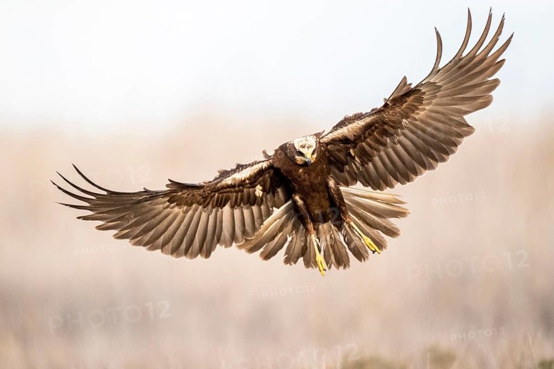 Western Marsh Harrier (Circus aeruginosus) female flying, Castile-La Mancha, Spain