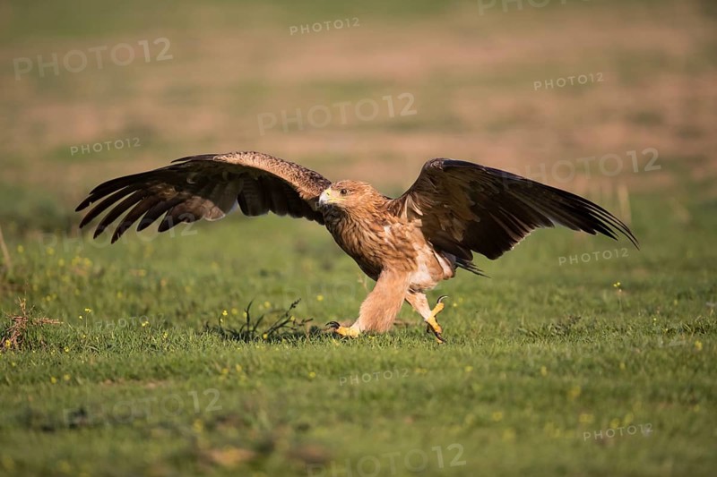 Juvenile Iberian Eagle (Aquila adalberti), Spanish imperial eagle, Extremadura, Castilla La Mancha, Spain