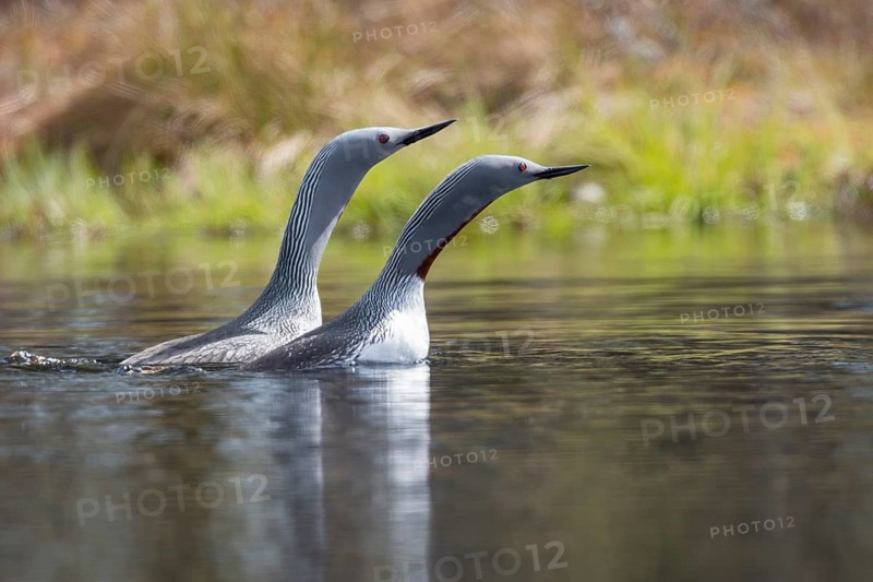 Red-throated diver (Gavia stellata) in breeding plumage on a lake in Sweden, Knuthöjdsmossen, Hällefors, Örebro län, Sweden