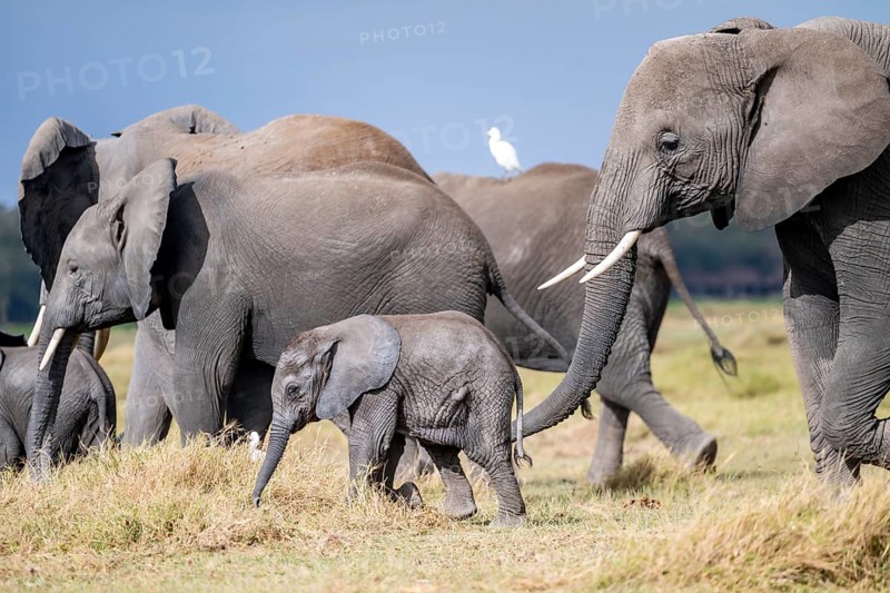 African elephant (Loxodonta africana) with baby, young and dam, Amboseli National Park, Rift Valley Province, Kenya