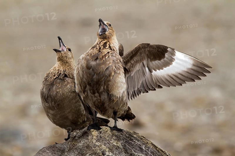 South Polar Skua (Stercorarius maccormicki) light morph, Gondwana (German Base), Antarctica