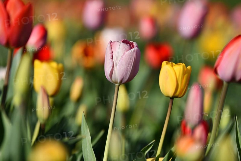 Pink tulip spring flower standing out in a field of colorful tulips