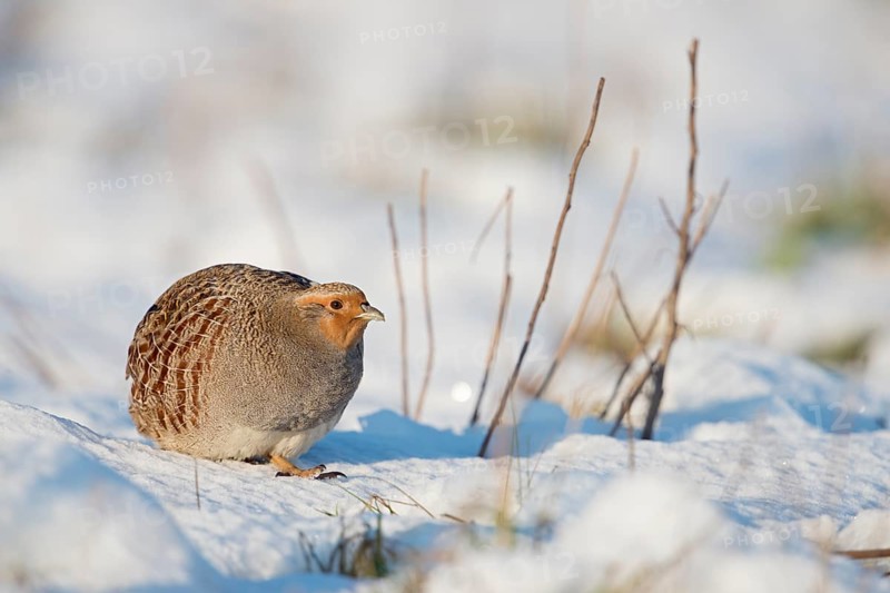 Grey Partridge (Perdix perdix) perched on snowy field, North Rhine-Westphalia, Germany