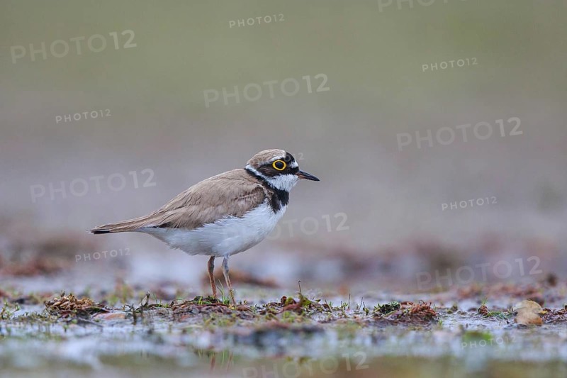 Little Ringed Plover (Charadrius dubius) male, North Rhine-Westphalia, Germany