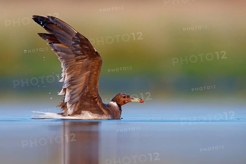 Hemprich's Gull, (Ichthyaetus hemprichii), (Larus hemprichii), Fish Eagle Gull Salalah, Raysut, Dhofar, Oman