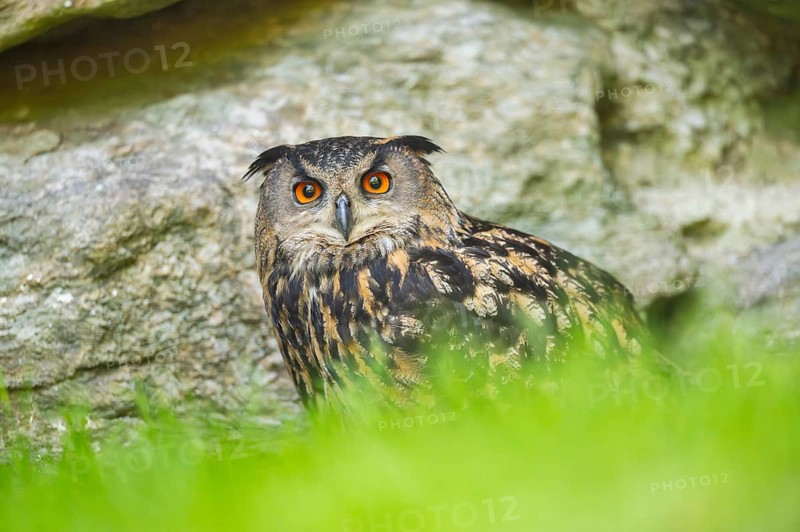 Eurasian eagle-owl (Bubo bubo) sitting on a rock in a stone wall, Bavaria, Germany