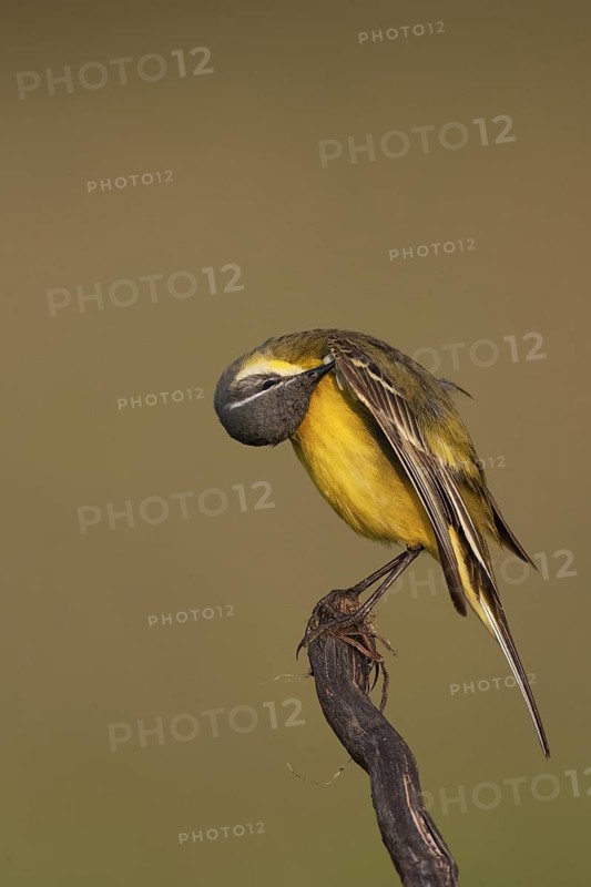 Western Yellow Wagtail (Motacilla flava), Lake Neusiedl, Austria