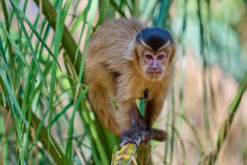 Monkey focussing curiously on the viewer from palm branches, capuchin monkey (Sapajus apella), Pantanal, Mato Grosso, Brazil