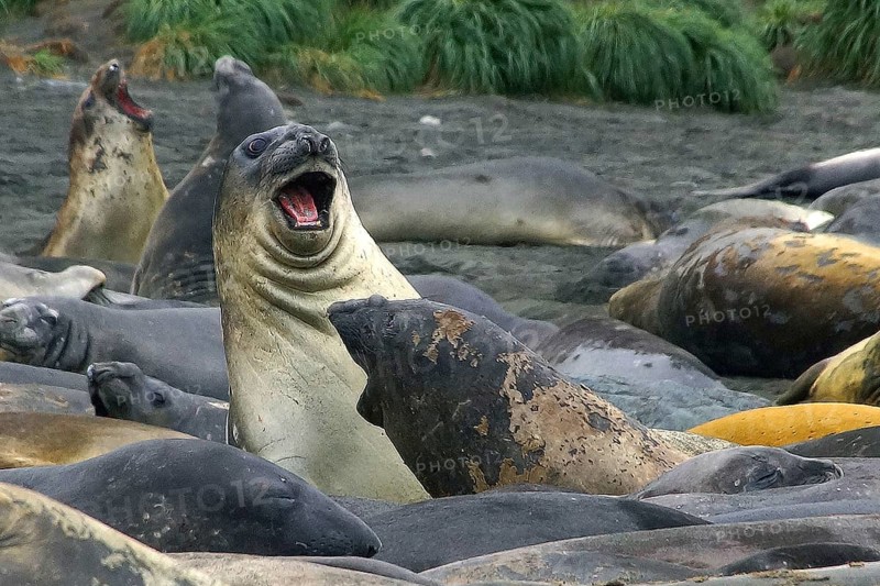 Animals, mammals, resting elephant seal, South Georgia, Antarctica