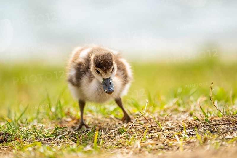 Egyptian goose (Alopochen aegyptiaca) cute chick on a meadow at the shore of a lake, Bavaria, Germany