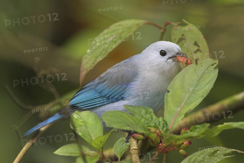Blue-grey Tanager (Thraupis episcopus), Costa Rica