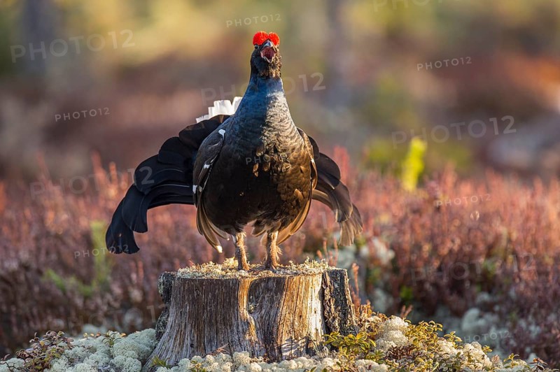 Black grouse (Lyrurus tetrix), black grouse courtship in Sweden, Fågelsjö, Gävleborgs län, Sweden