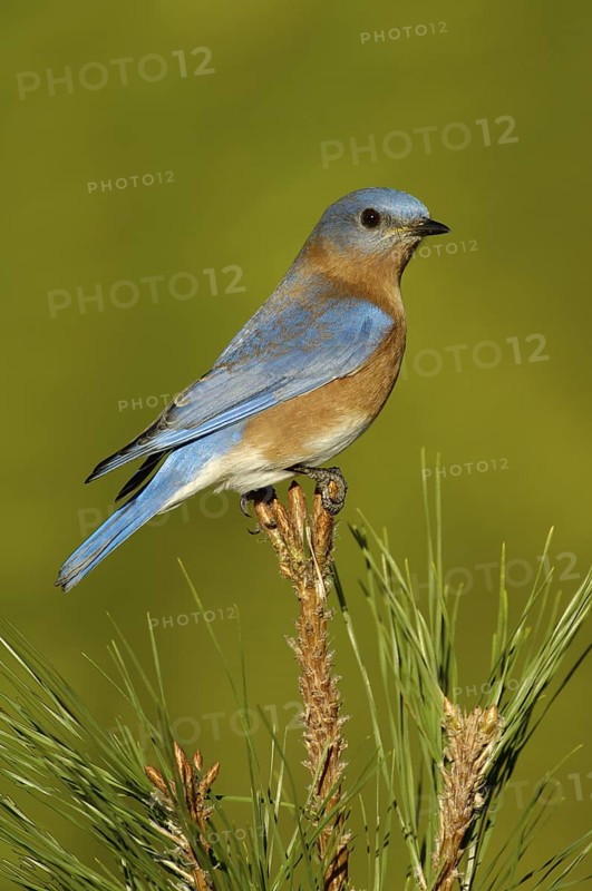 Eastern Bluebird (Sialia sialis), Texas, USA