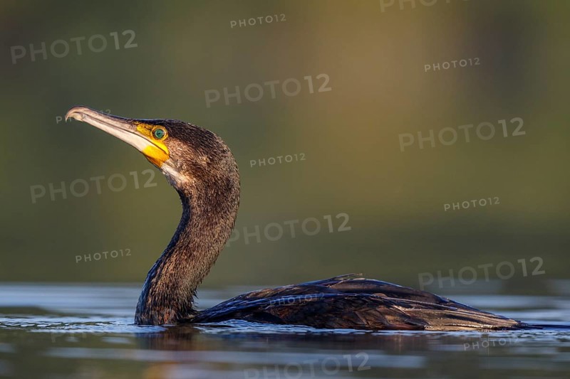 Great Cormorant (Phalacrocorax carbo), North Rhine-Westphalia, Germany