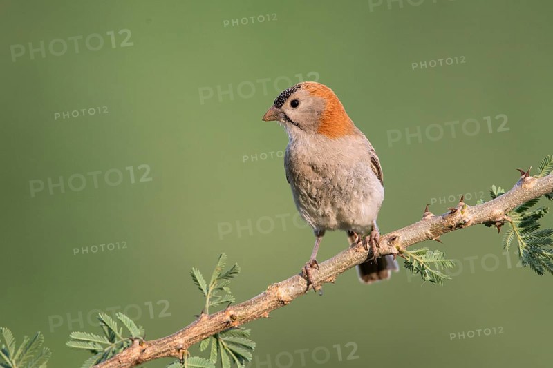 Schuppenkopfweber (Sporopipes frontalis) perched on a branch, Uganda